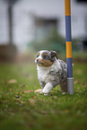 walking Miniature American Shepherd Puppy