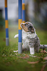 sitting Miniature American Shepherd Puppy