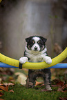 standing Miniature American Shepherd Puppy