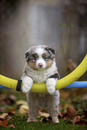 standing Miniature American Shepherd Puppy