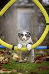 standing Miniature American Shepherd Puppy