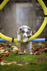 standing Miniature American Shepherd Puppy