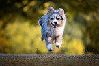 running Miniature American Shepherd