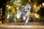 playing Miniature American Shepherd
