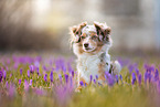 lying Miniature American Shepherd
