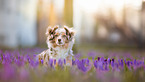 lying Miniature American Shepherd