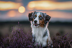 Miniature American Shepherd in the heather