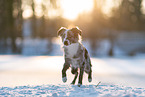 Miniature American Shepherd in the winter
