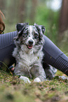Miniature American Shepherd