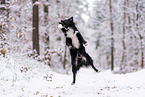 Miniature American Shepherd in the snow