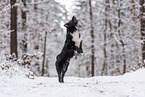 Miniature American Shepherd in the snow