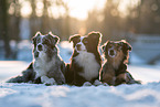 blue-merle Miniature American Shepherds