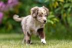 running Miniature American Shepherd puppy