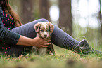 sitting Miniature American Shepherd puppy