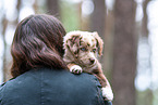 Miniature American Shepherd puppy