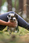 sitting Miniature American Shepherd puppy