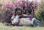 Miniature American Shepherd puppy lies on tree trunk