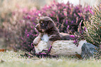 Miniature American Shepherd puppy lies on tree trunk