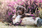 Miniature American Shepherd puppy lies on tree trunk