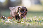 running Miniature American Shepherd puppy