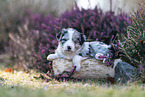 Miniature American Shepherd puppy lies on tree trunk