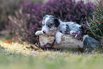 Miniature American Shepherd puppy lies on tree trunk