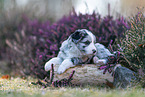 Miniature American Shepherd puppy lies on tree trunk