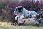 Miniature American Shepherd puppy lies on tree trunk