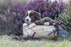 Miniature American Shepherd puppy lies on tree trunk