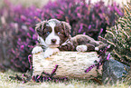 Miniature American Shepherd puppy lies on tree trunk