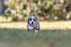 running Miniature American Shepherd puppy