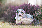 Miniature American Shepherd puppy lies on tree trunk