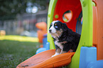 7 weeks old Miniature American Shepherd