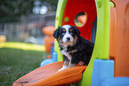 7 weeks old Miniature American Shepherd