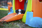 7 weeks old Miniature American Shepherd