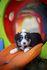 7 weeks old Miniature American Shepherd