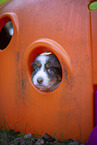 7 weeks old Miniature American Shepherd