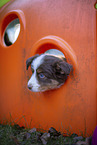 7 weeks old Miniature American Shepherd