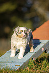 7 weeks old Miniature American Shepherd