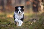 8 weeks old Miniature American Shepherd