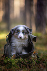 8 weeks old Miniature American Shepherd