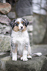 3 months old Miniature American Shepherd