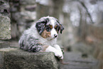 3 months old Miniature American Shepherd