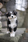 3 months old Miniature American Shepherd