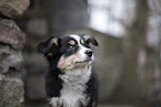 3 months old Miniature American Shepherd