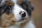 3 months old Miniature American Shepherd