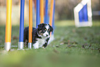 7 weeks old Miniature American Shepherd