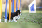 7 weeks old Miniature American Shepherd