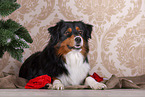 Miniature American Shepherd