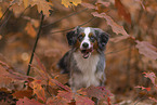 Miniature American Shepherd in autumn leaves